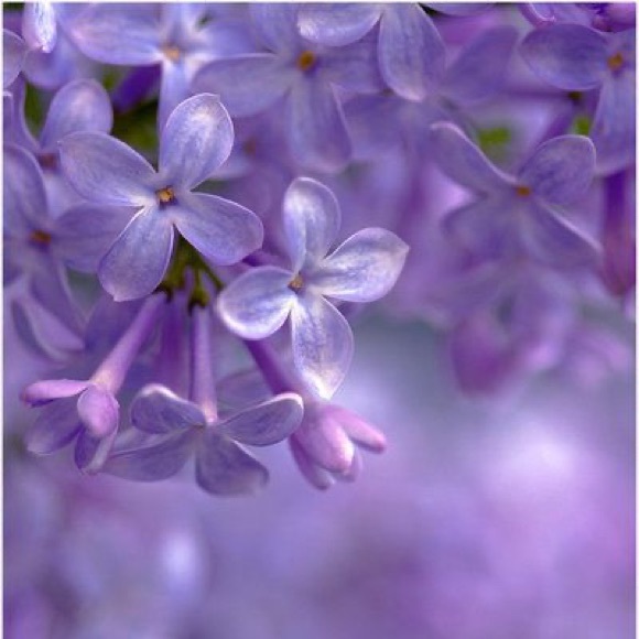 beautiful_lilac